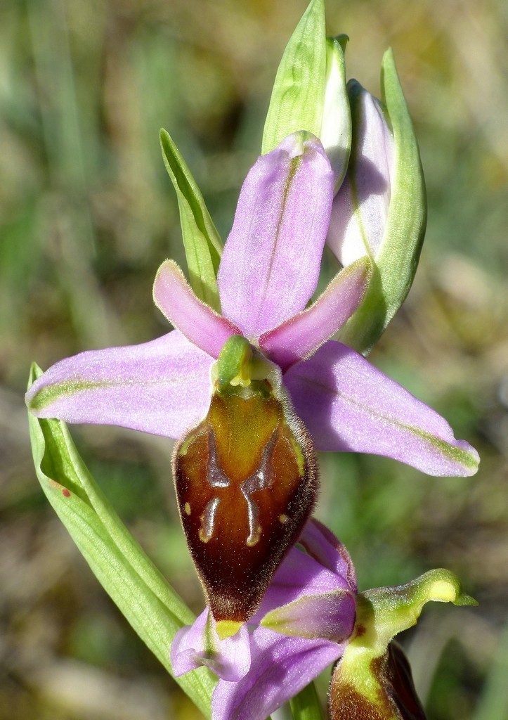 Ophrys crabronifera nellAbruzzo aquilano - aprile  2022.